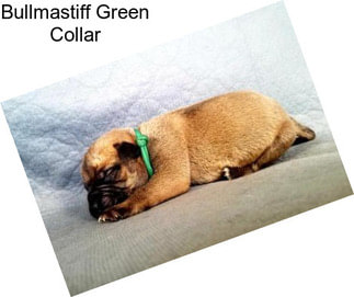 Bullmastiff Green Collar