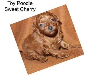 Toy Poodle Sweet Cherry