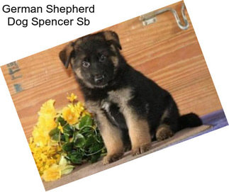 German Shepherd Dog Spencer Sb