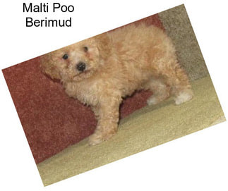 Malti Poo Berimud