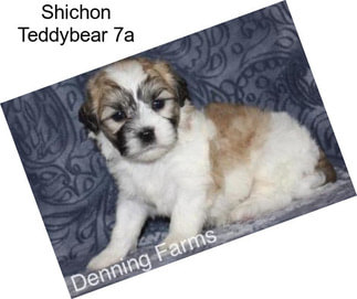 Shichon Teddybear 7a