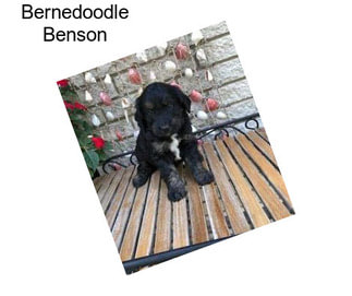 Bernedoodle Benson