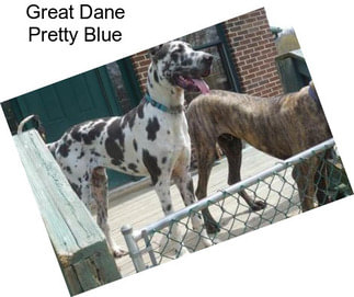Great Dane Pretty Blue