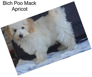 Bich Poo Mack Apricot