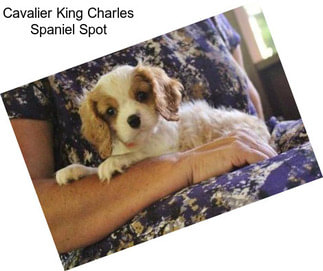 Cavalier King Charles Spaniel Spot