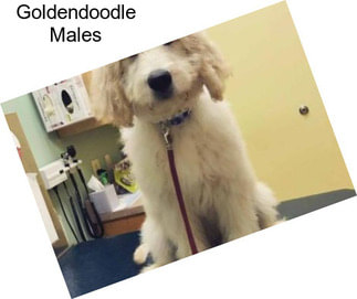 Goldendoodle Males