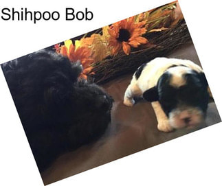 Shihpoo Bob