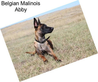 Belgian Malinois Abby