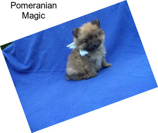 Pomeranian Magic