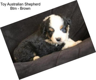 Toy Australian Shepherd Btm - Brown
