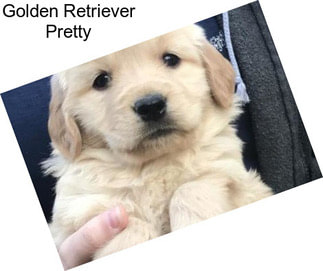 Golden Retriever Pretty