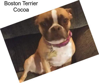 Boston Terrier Cocoa