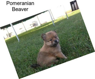 Pomeranian Beaver