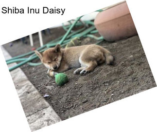 Shiba Inu Daisy
