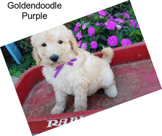Goldendoodle Purple