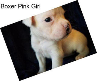 Boxer Pink Girl