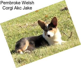 Pembroke Welsh Corgi Akc Jake