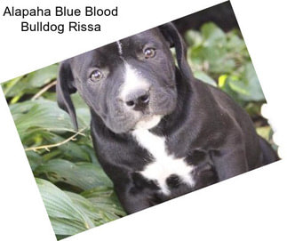 Alapaha Blue Blood Bulldog Rissa