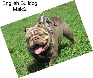 English Bulldog Male2