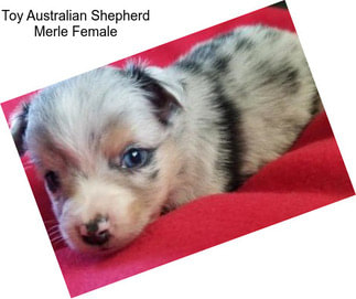 Toy Australian Shepherd Merle Female