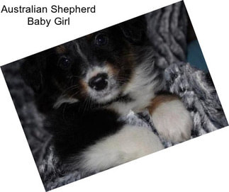 Australian Shepherd Baby Girl