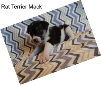 Rat Terrier Mack