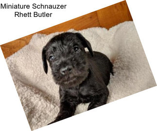 Miniature Schnauzer Rhett Butler