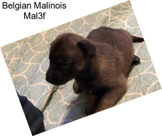 Belgian Malinois Mal3f