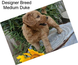 Designer Breed Medium Duke