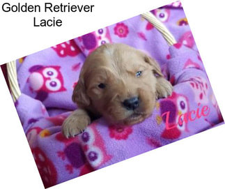 Golden Retriever Lacie