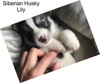 Siberian Husky Lily