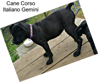 Cane Corso Italiano Gemini