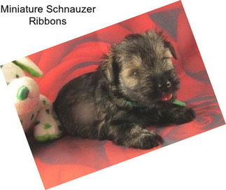 Miniature Schnauzer Ribbons