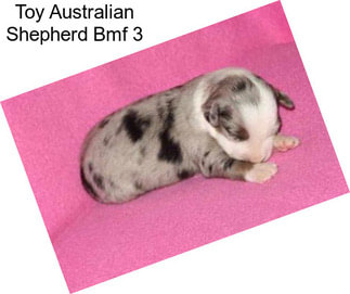 Toy Australian Shepherd Bmf 3