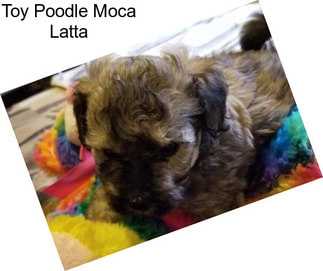 Toy Poodle Moca Latta