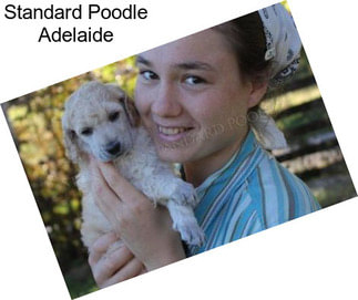 Standard Poodle Adelaide