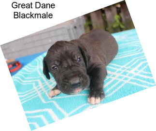 Great Dane Blackmale