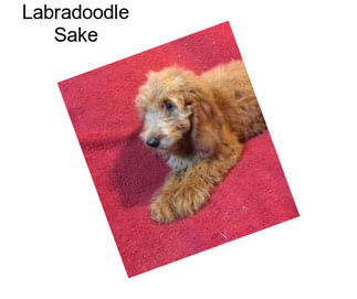 Labradoodle Sake