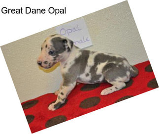 Great Dane Opal