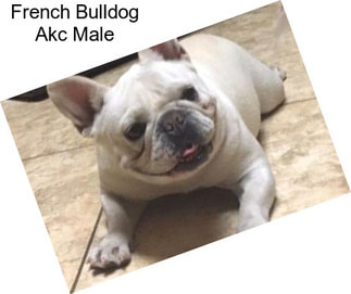 French Bulldog Akc Male