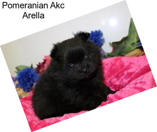 Pomeranian Akc Arella