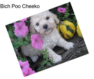 Bich Poo Cheeko