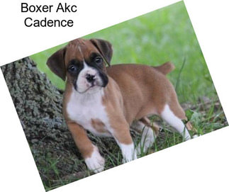 Boxer Akc Cadence