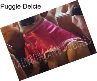 Puggle Delcie