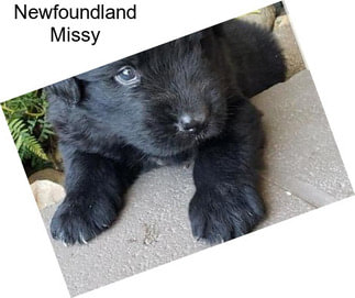 Newfoundland Missy