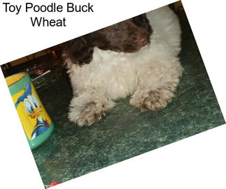 Toy Poodle Buck Wheat