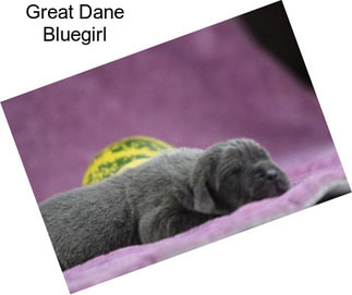 Great Dane Bluegirl