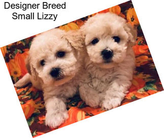 Designer Breed Small Lizzy