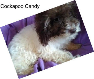 Cockapoo Candy