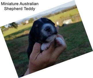 Miniature Australian Shepherd Teddy